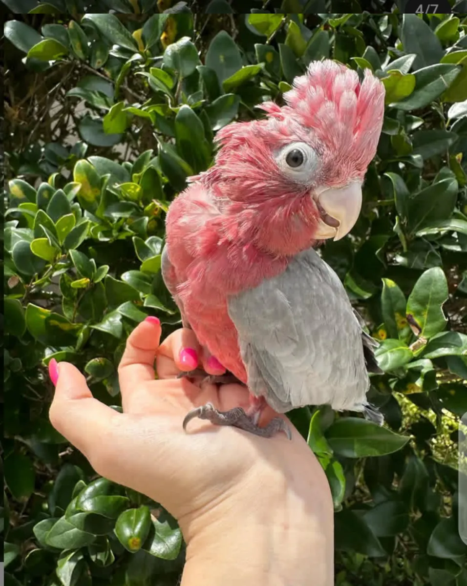 Preciosos guacamayos y loros en adopción