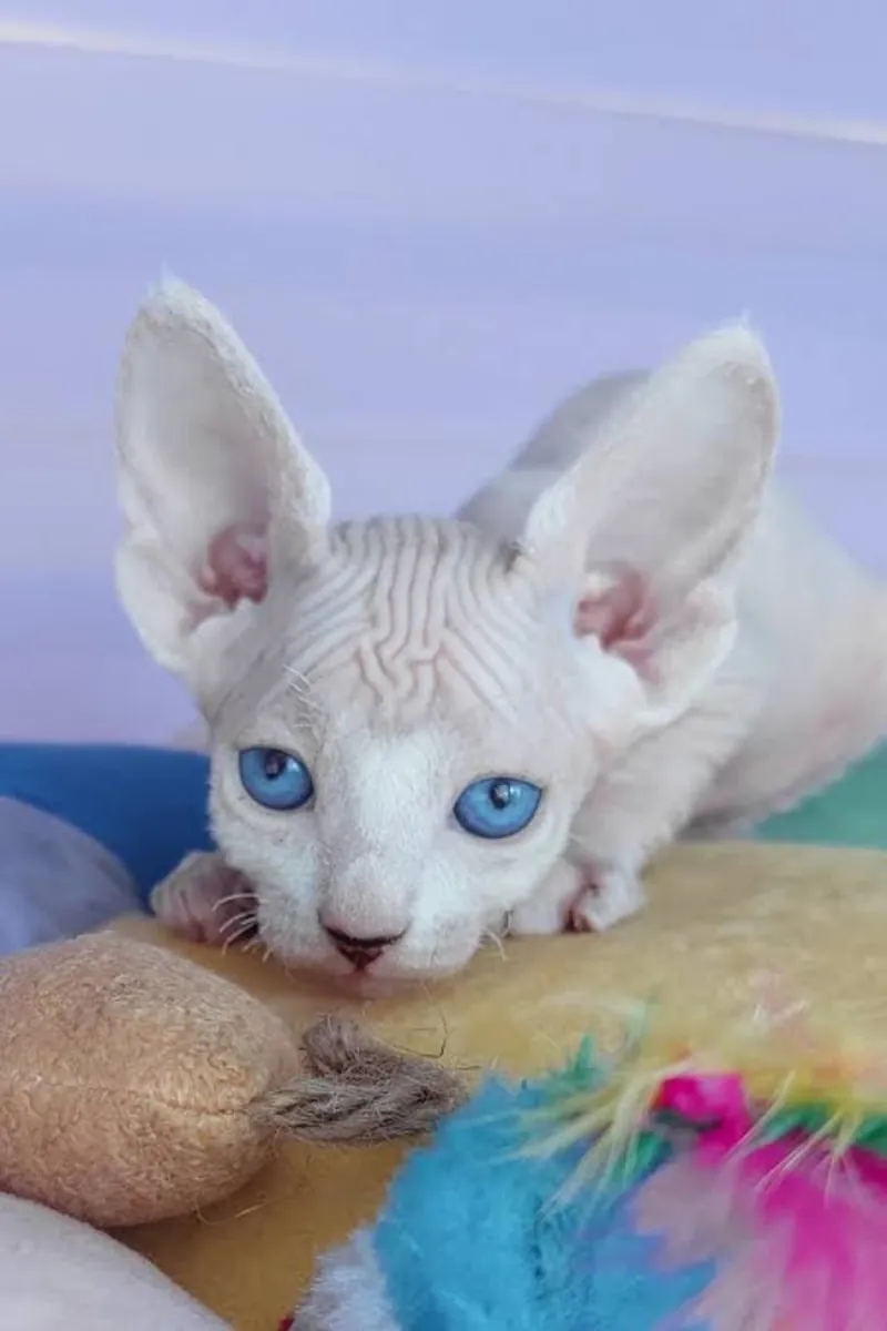 Preciosos gatitos Sphynx buscando nuevo hogar