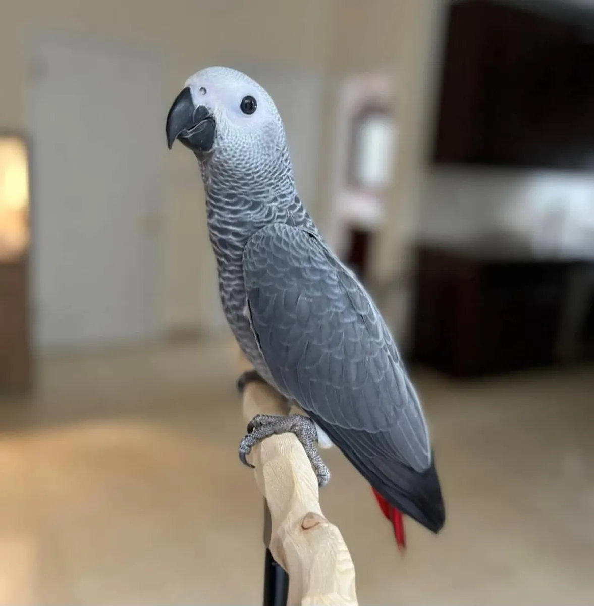 Papağanlar, ara ve döllü yumurtalar