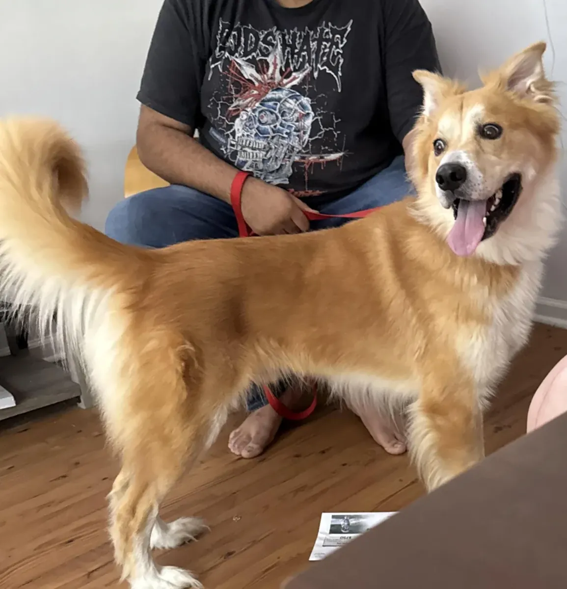 Ev arayan, cana yakın, melez bir köpek.