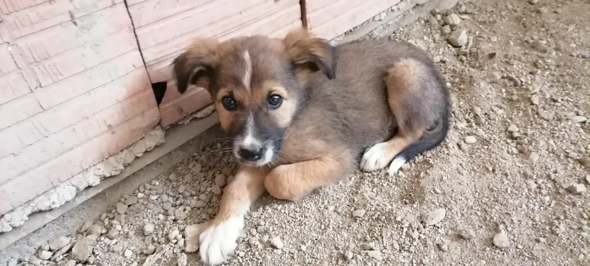 Sahiplenilen köpek, daha istikrarlı bir rutine ihtiyaç duyuyor.
