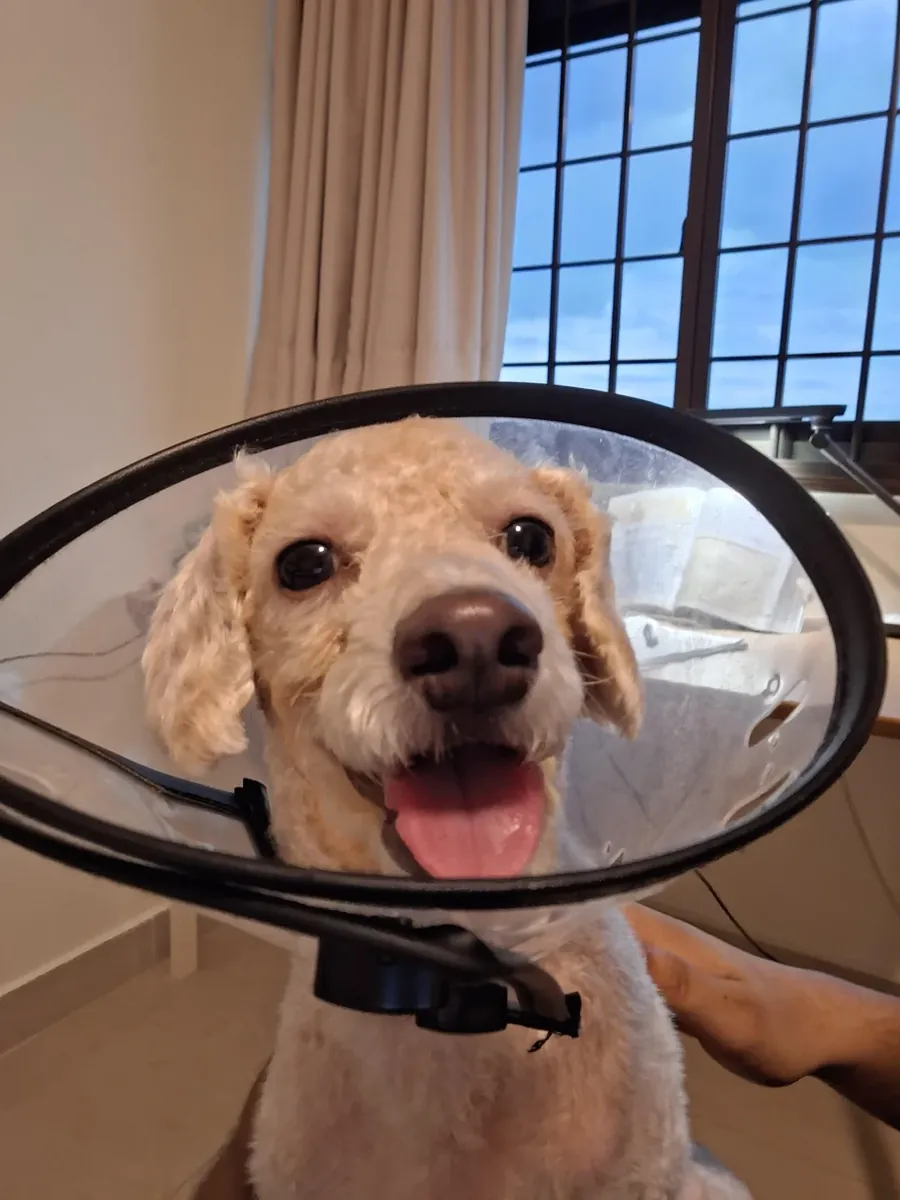 Kaniş, düzenli bakım ve ilgiye ihtiyaç duyar.