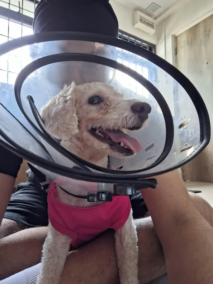 Kaniş, düzenli bakım ve ilgiye ihtiyaç duyar.