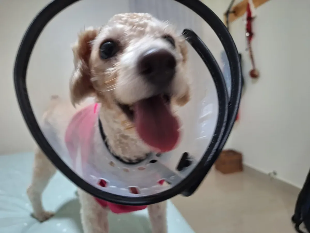 Kaniş, düzenli bakım ve ilgiye ihtiyaç duyar.