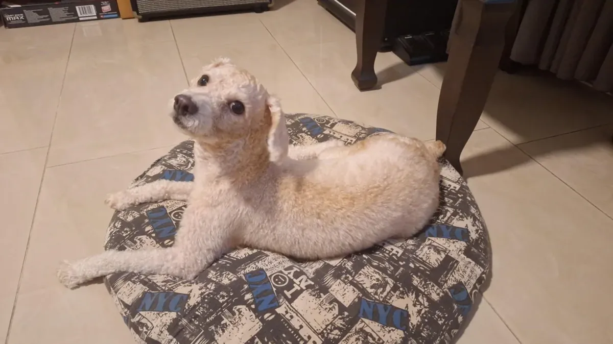 Kaniş, düzenli bakım ve ilgiye ihtiyaç duyar.