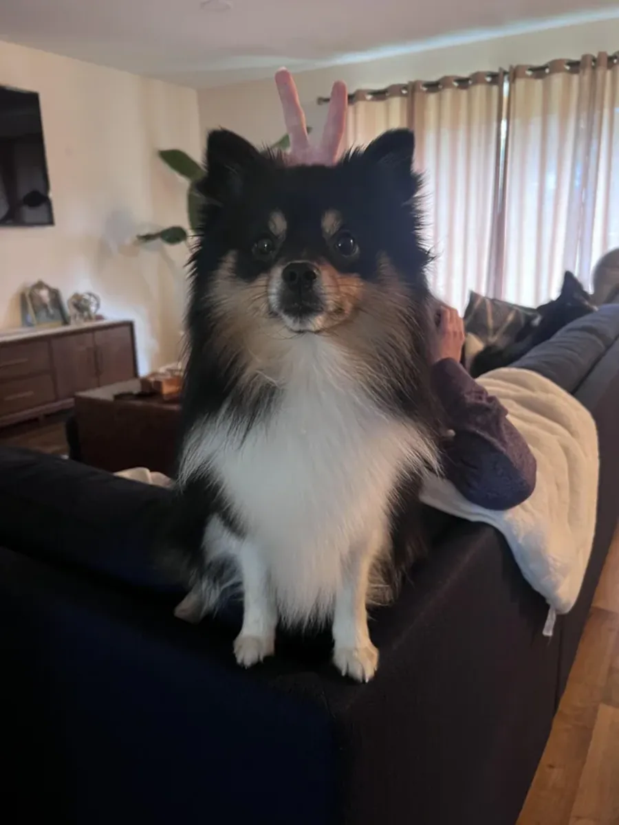 Маленькая собака – это не так просто, как кажется.