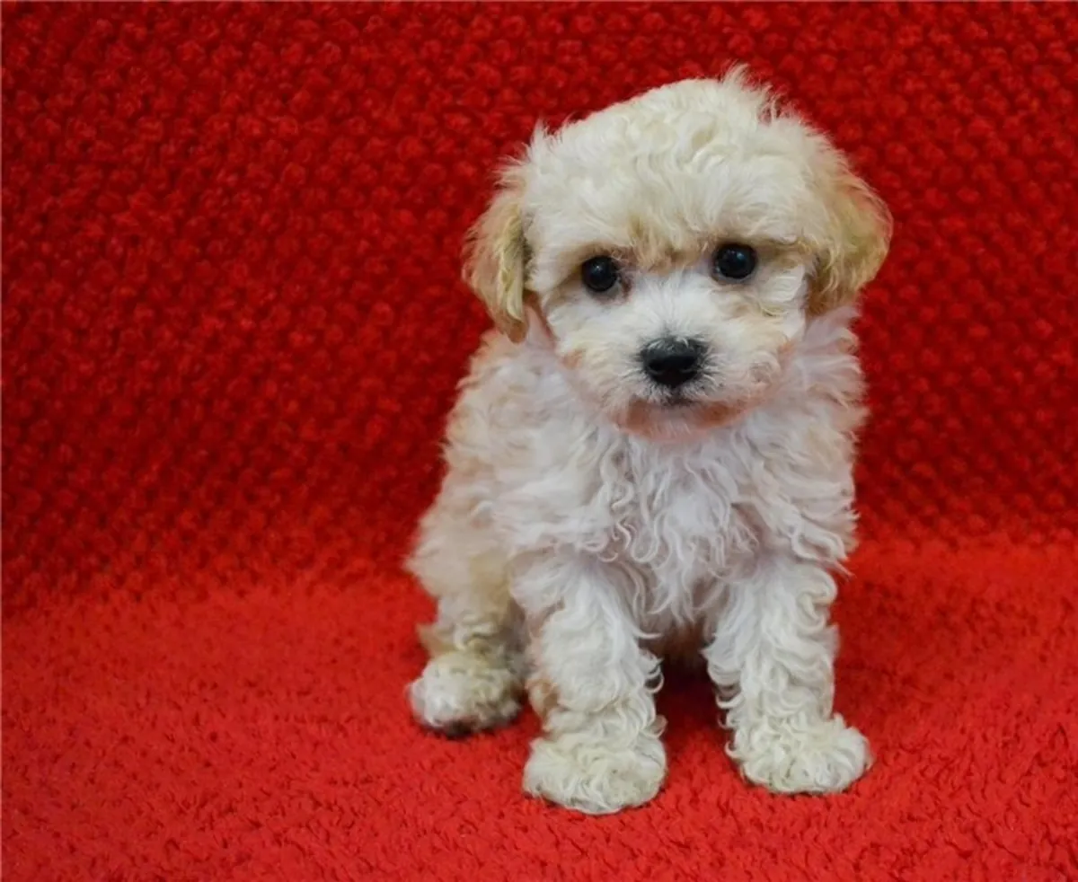 Maltipoo Yavruları Mevcut