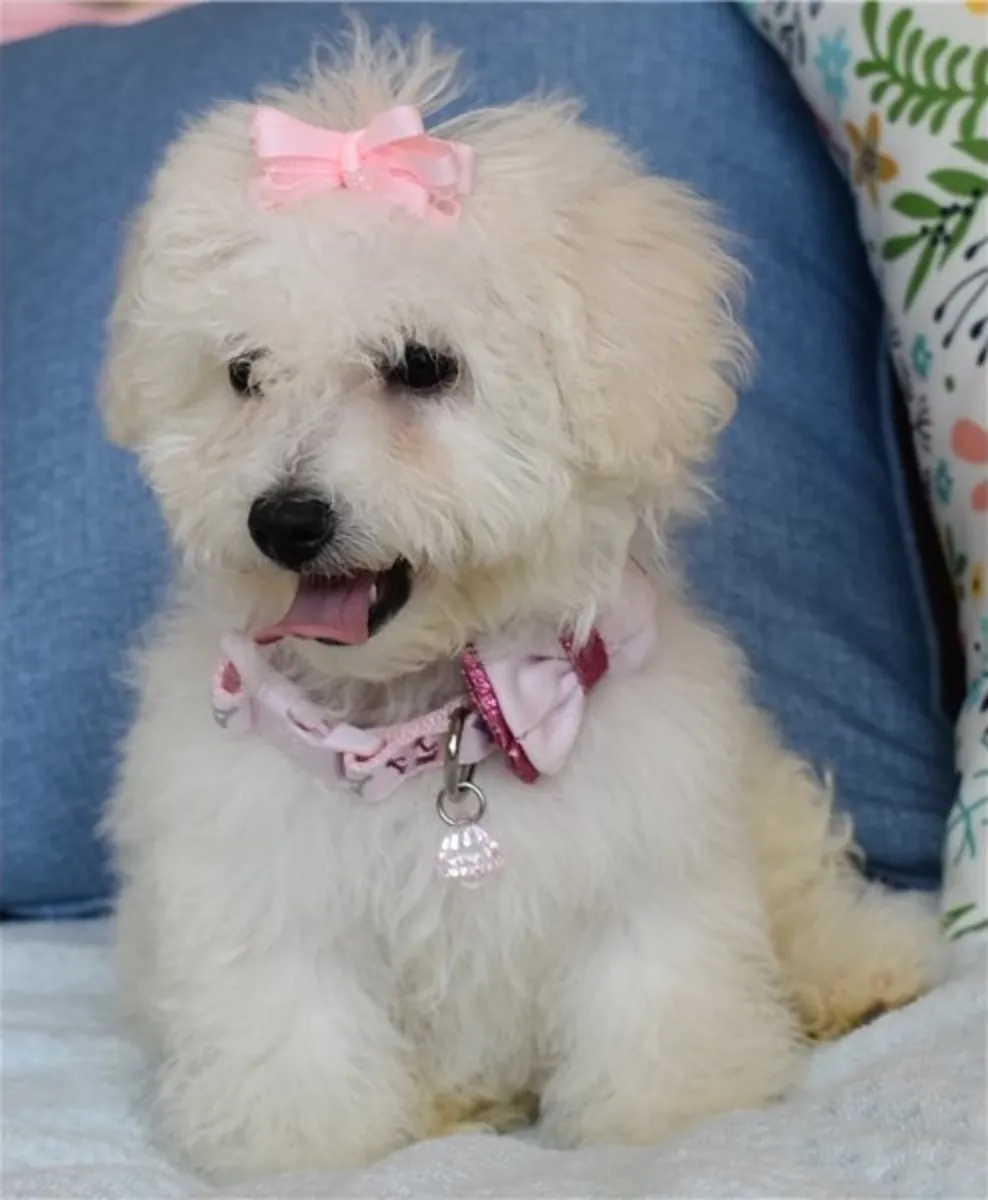 马尔提普犬幼犬