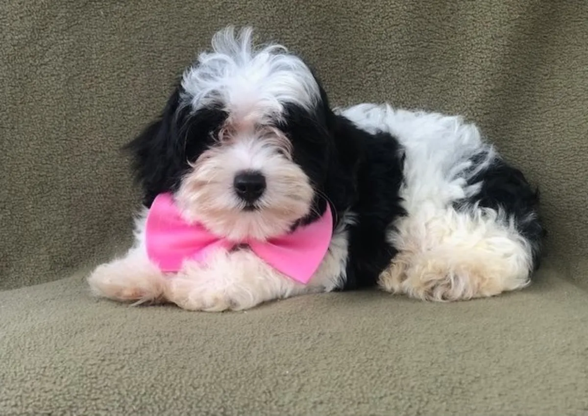马尔提普犬幼犬