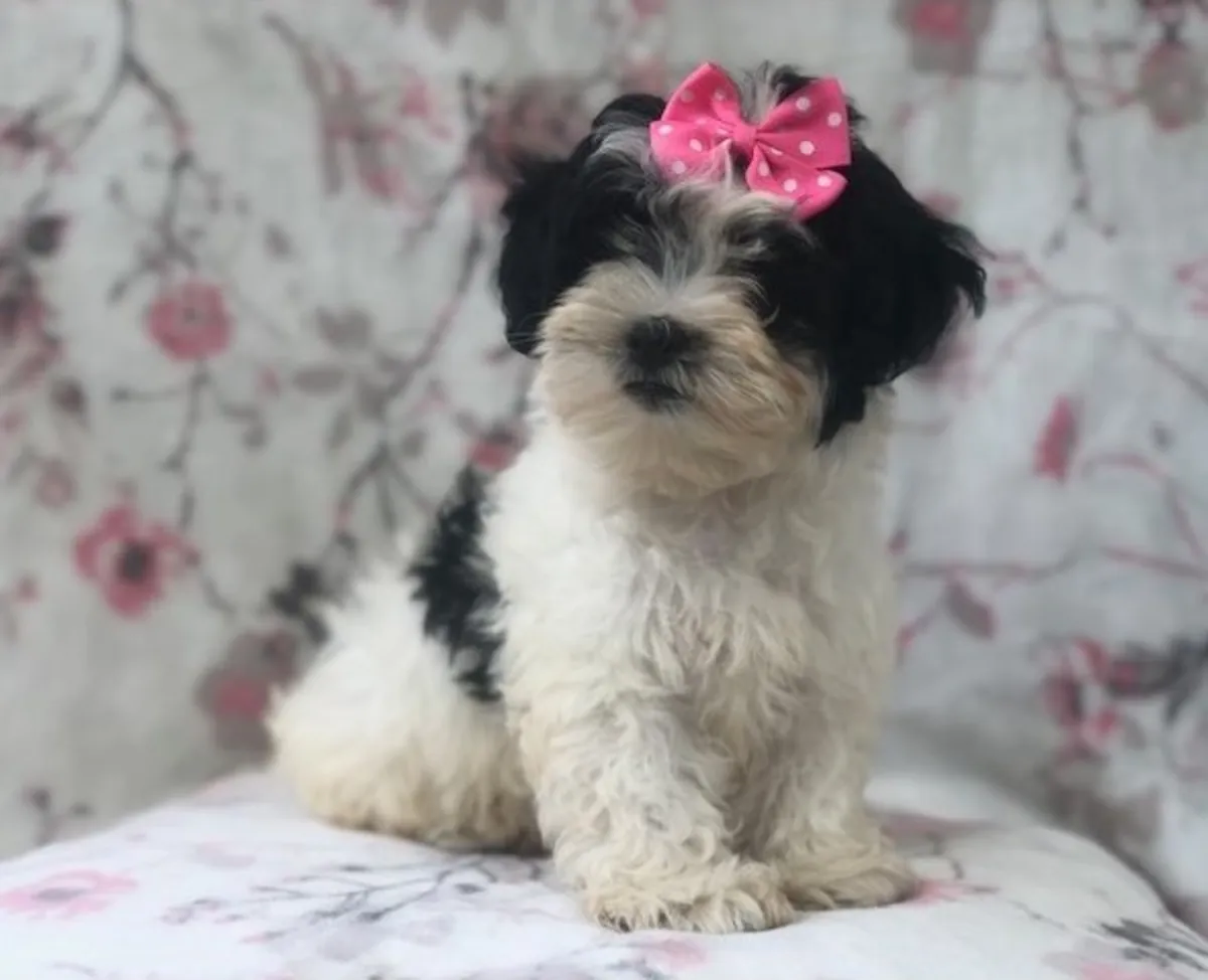 出售马尔济斯犬幼崽