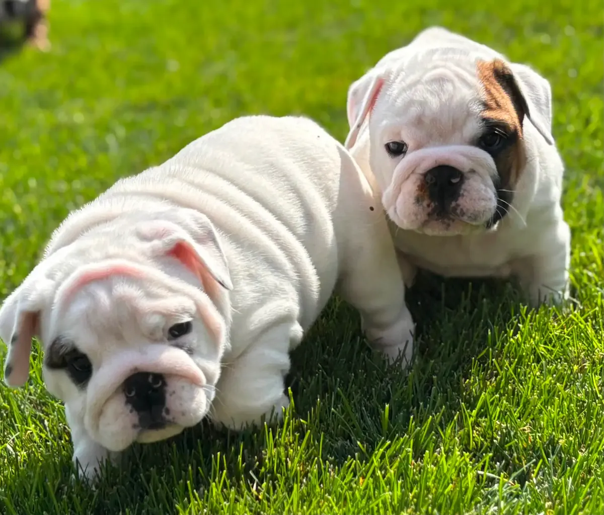 Mevcut İngiliz bulldogları