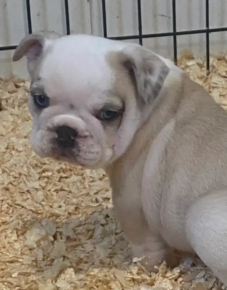 Sevimli İngiliz bulldog yavruları