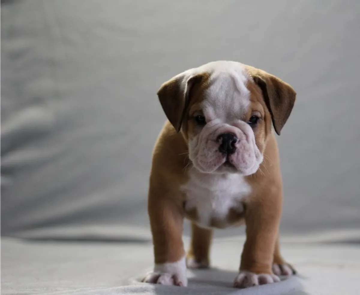 İngiliz bulldog yavruları mevcut ve yeni evlerine gitmeye hazır!!!