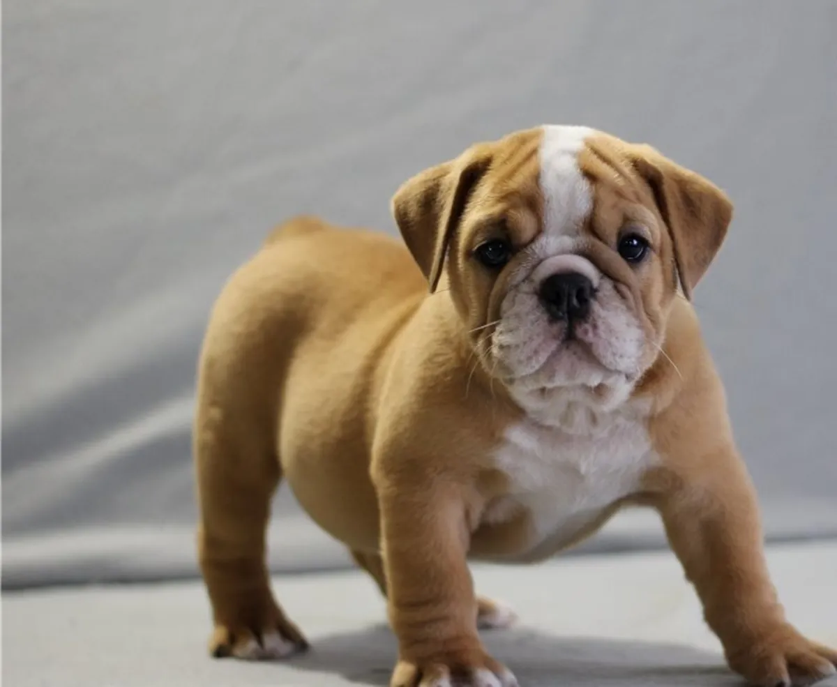 İngiliz bulldog yavruları mevcut ve yeni evlerine gitmeye hazır!!!