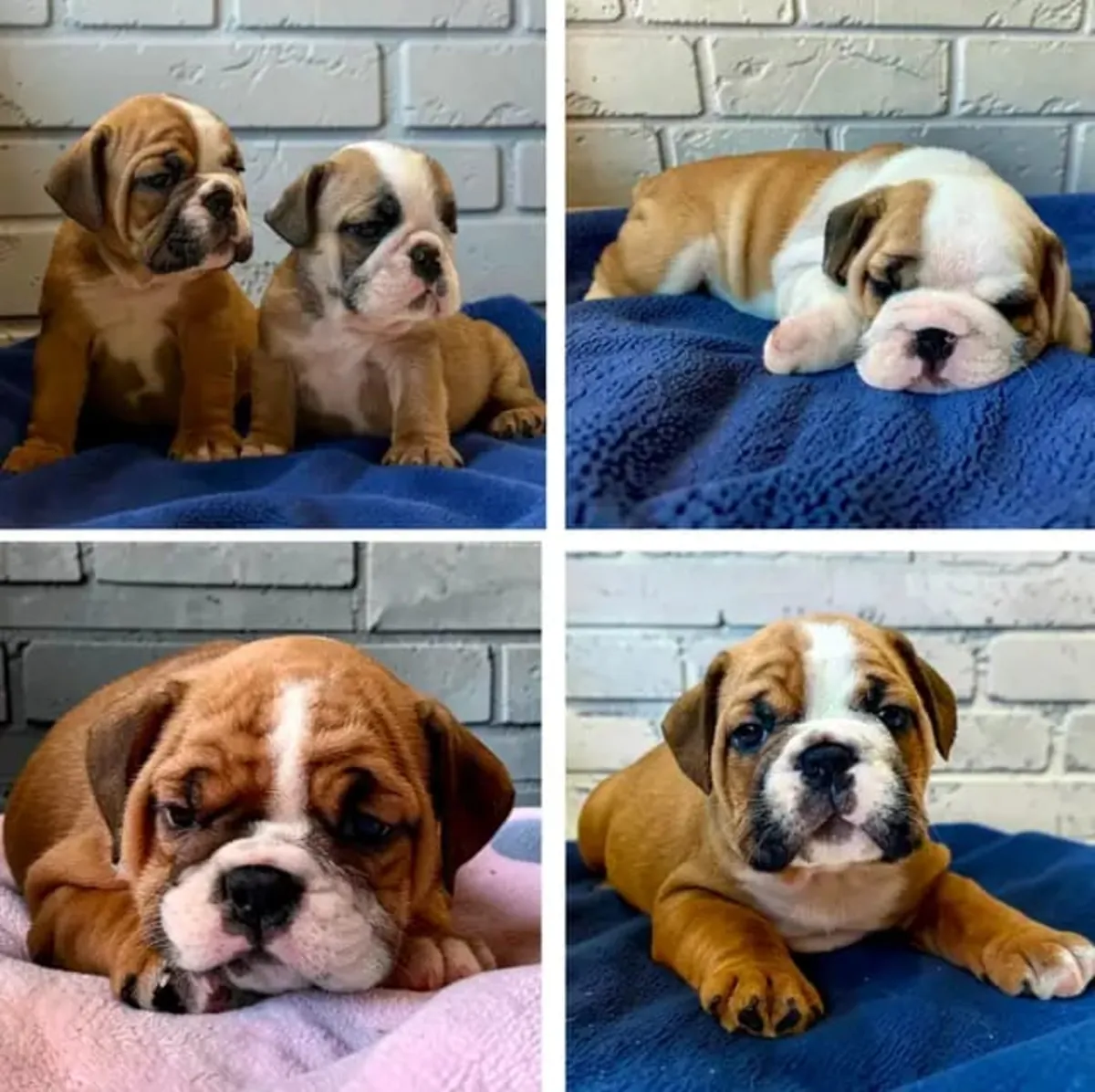 Sevimli İngiliz bulldog yavruları