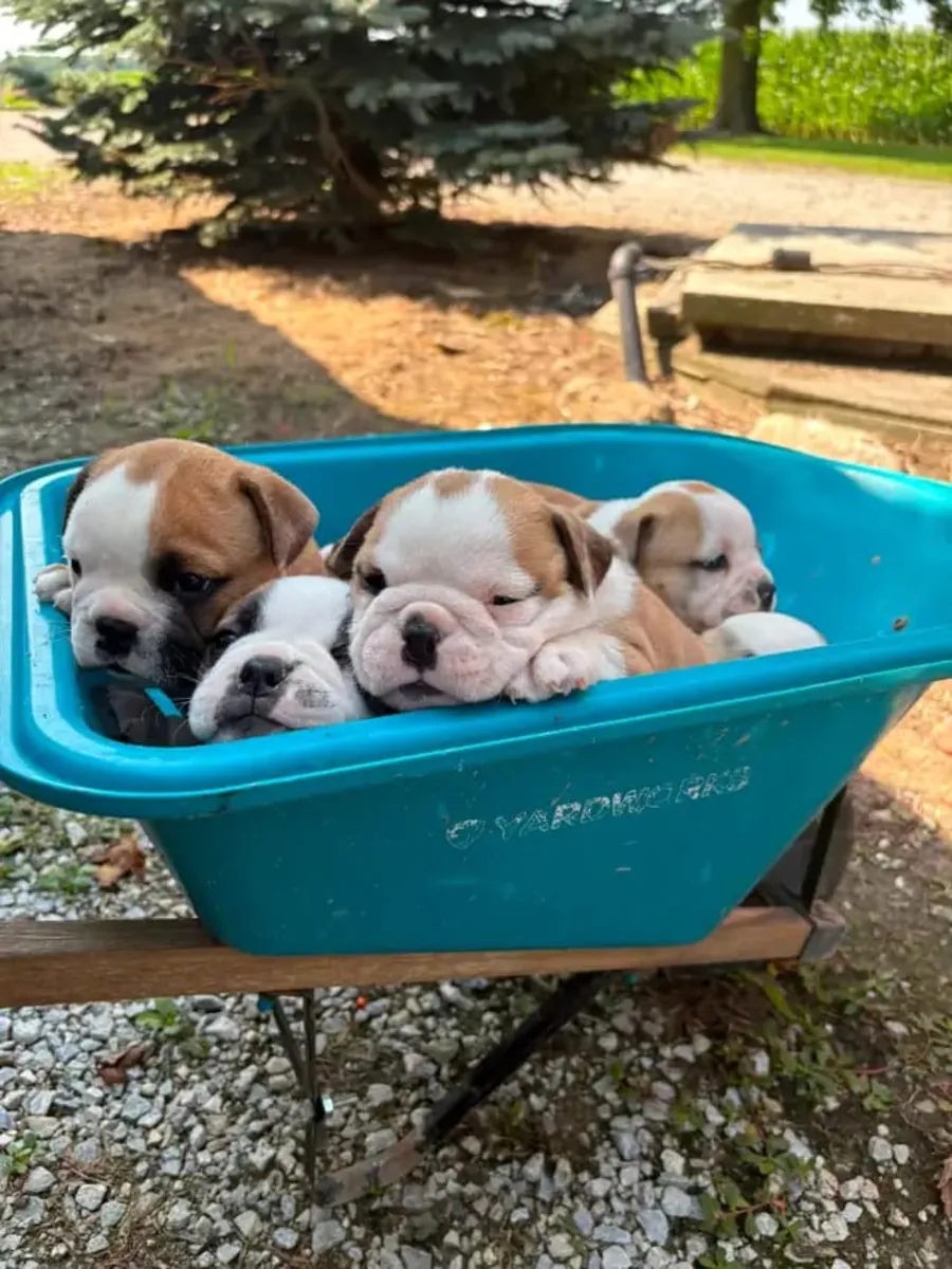 Safkan İngiliz Bulldog Yavruları