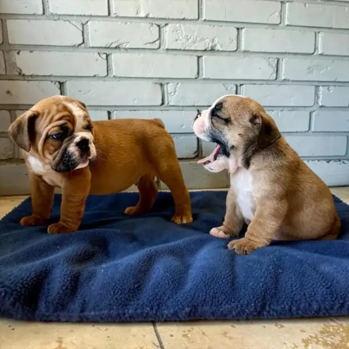 Sağlıklı Olde English Bulldogge Yavruları