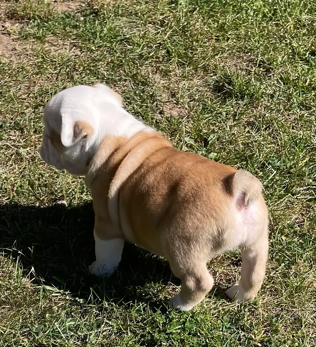 Sağlıklı Olde English Bulldogge Yavruları