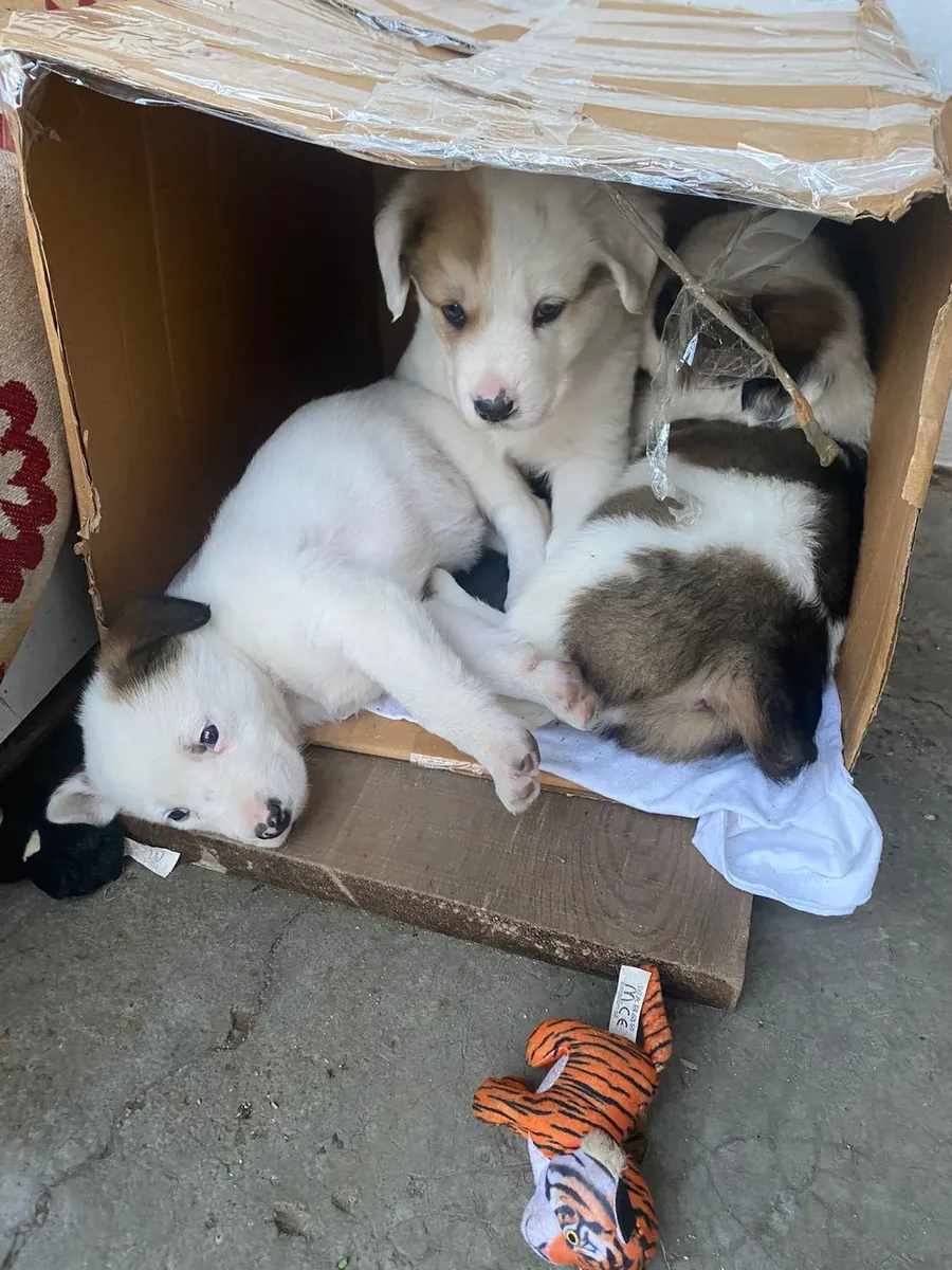 La chienne a mis bas, mais nous ne pouvons pas lui consacrer suffisamment de temps.