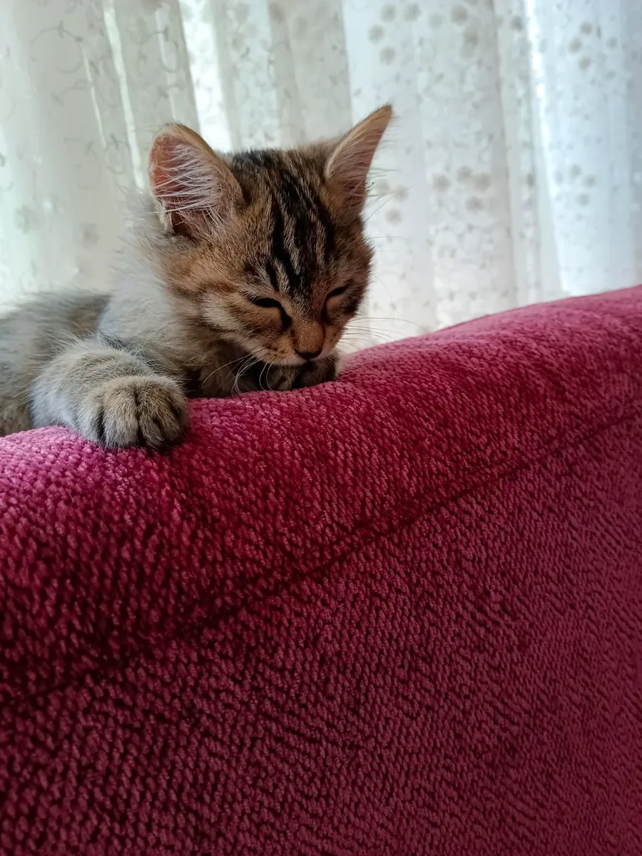 Tekir kedi ev bir kedi