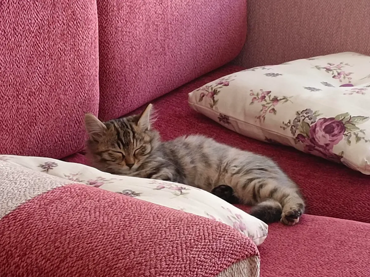 Tekir kedi ev bir kedi