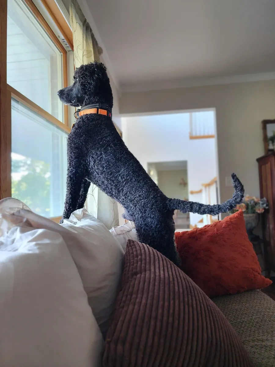 Je pensais que le caniche standard serait plus petit.