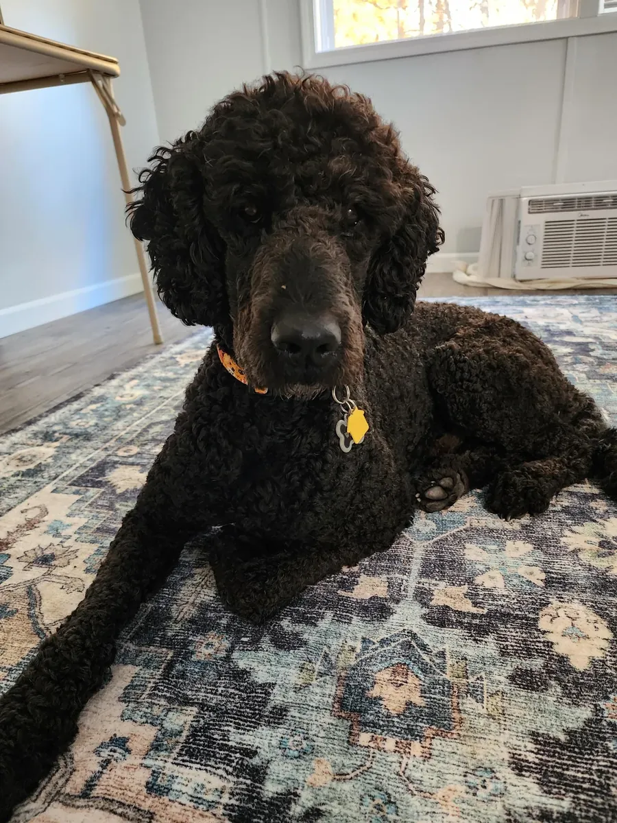 Je pensais que le caniche standard serait plus petit.