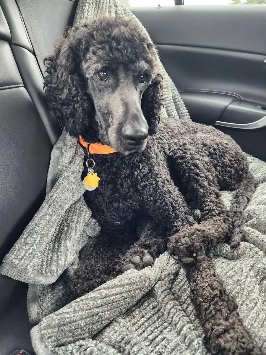 Je pensais que le caniche standard serait plus petit.