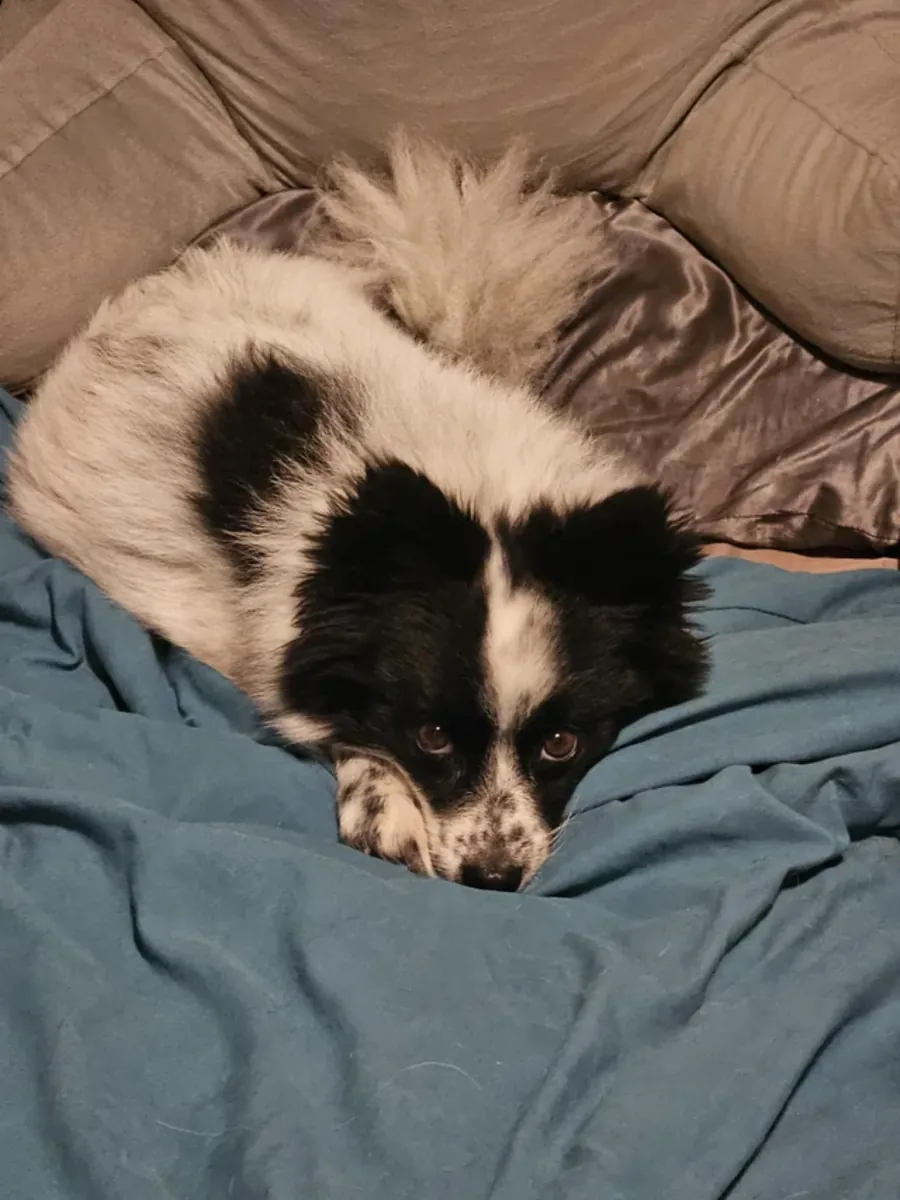 pomeranian evladımızı sahiplendirmemiz gerekiyor