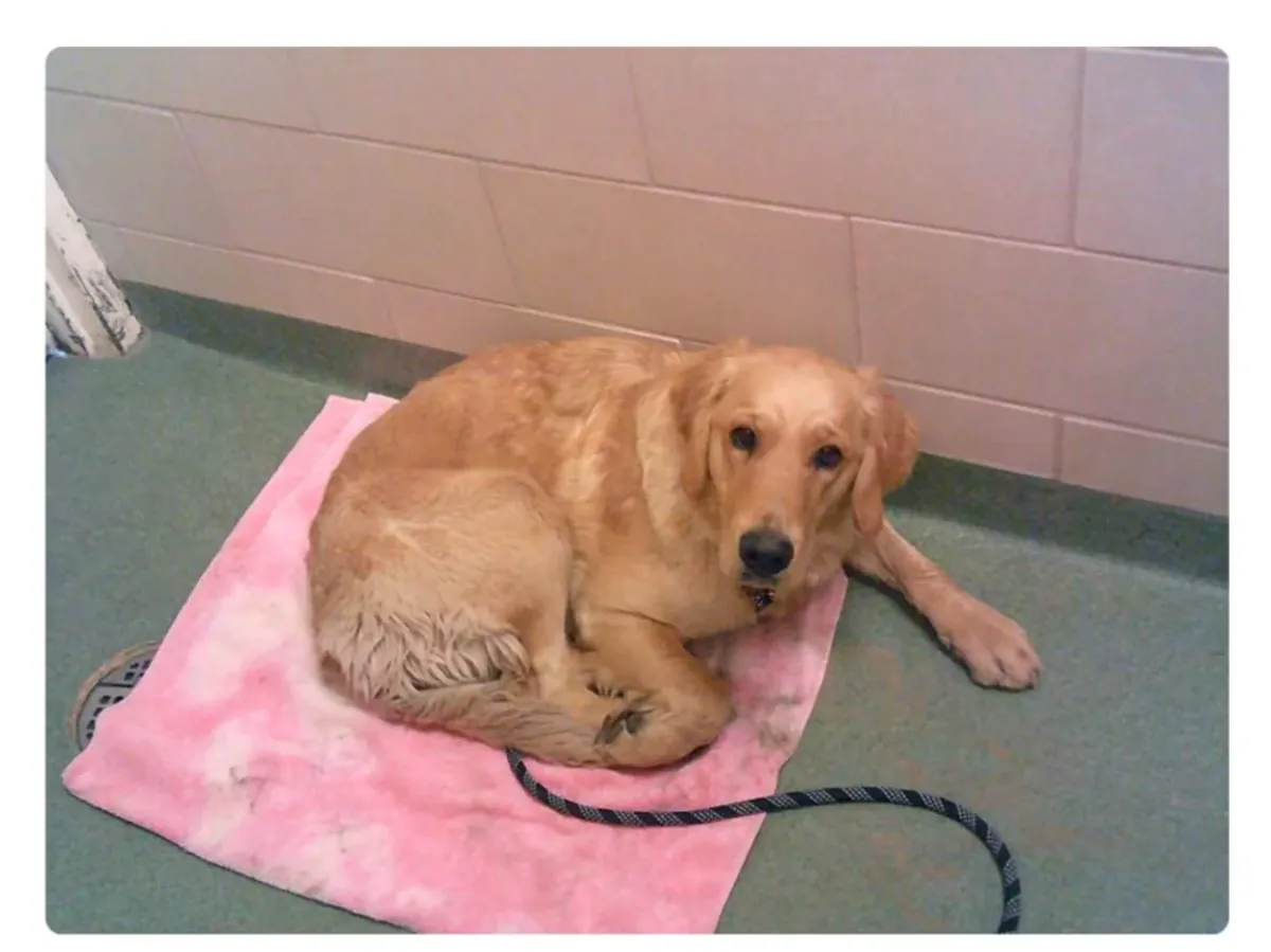 Il est très sage, mais il est seul.