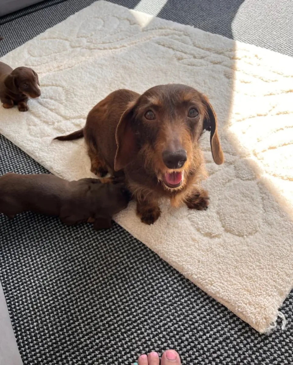 Preciosos cachorros de teckel