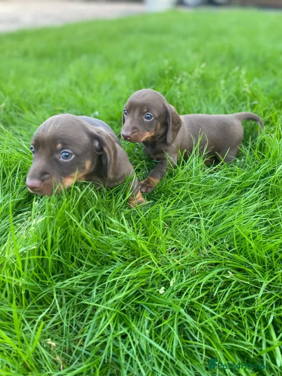 Preciosos cachorros de teckel