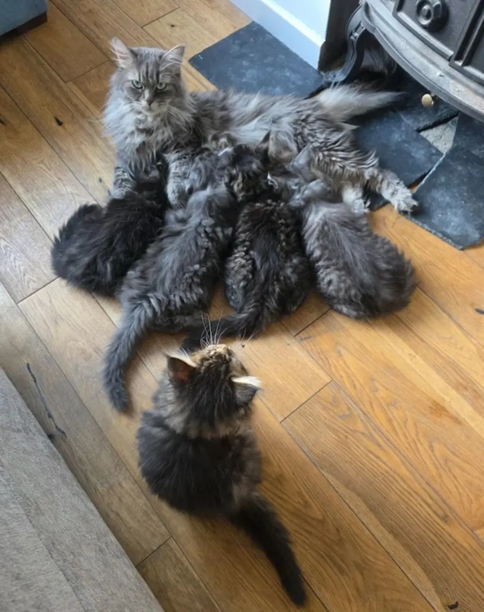 Maine Coon Yavruları