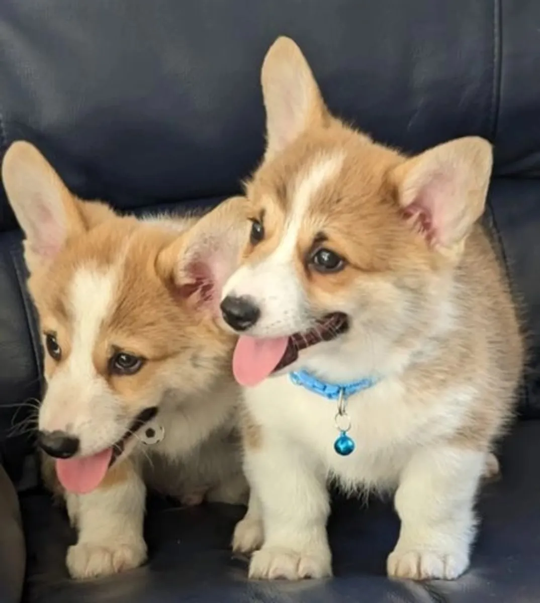 2 değerli Pembroke Welsh Corgi yavrusu