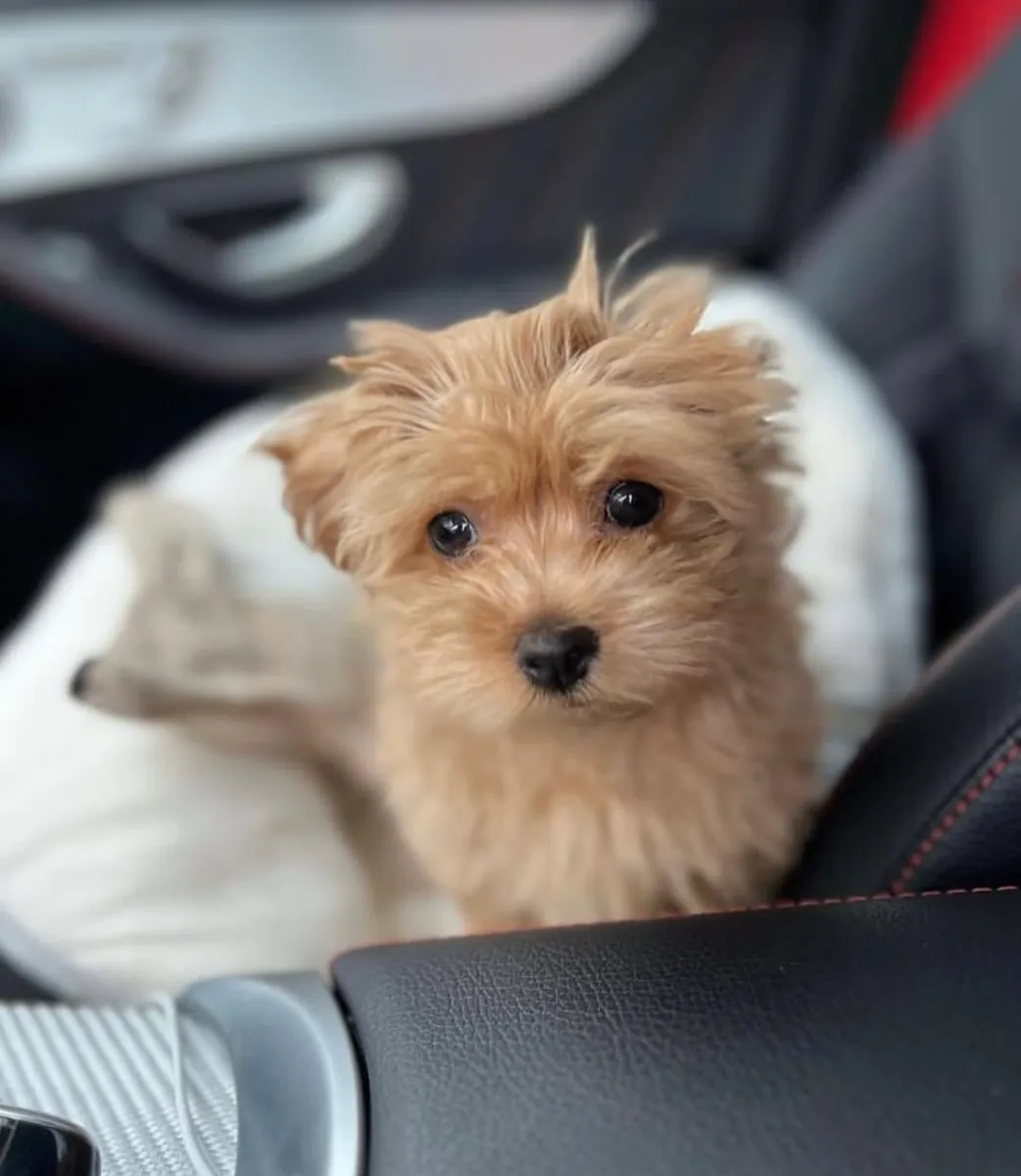 Poodle'lar yeni bir ev bekliyor.