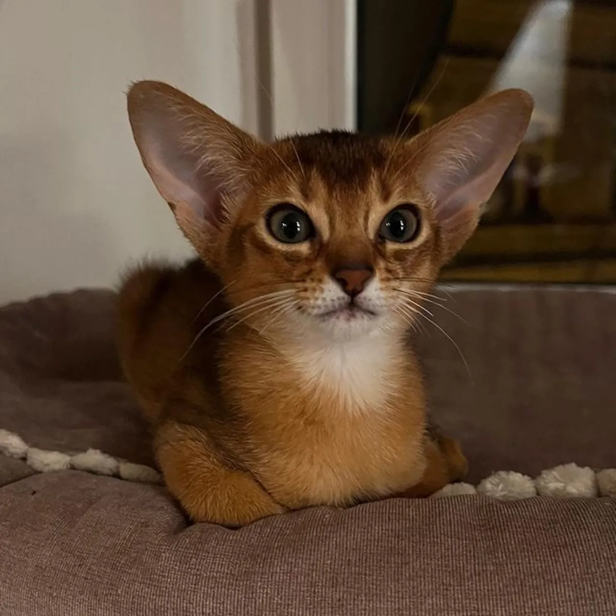 Chatons British Shorthair de pure race avec pedigree