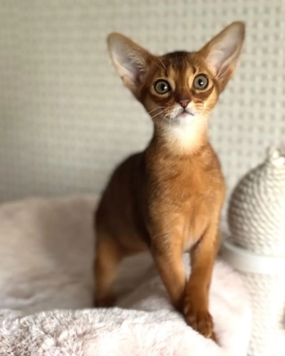Les chatons sont de couleur