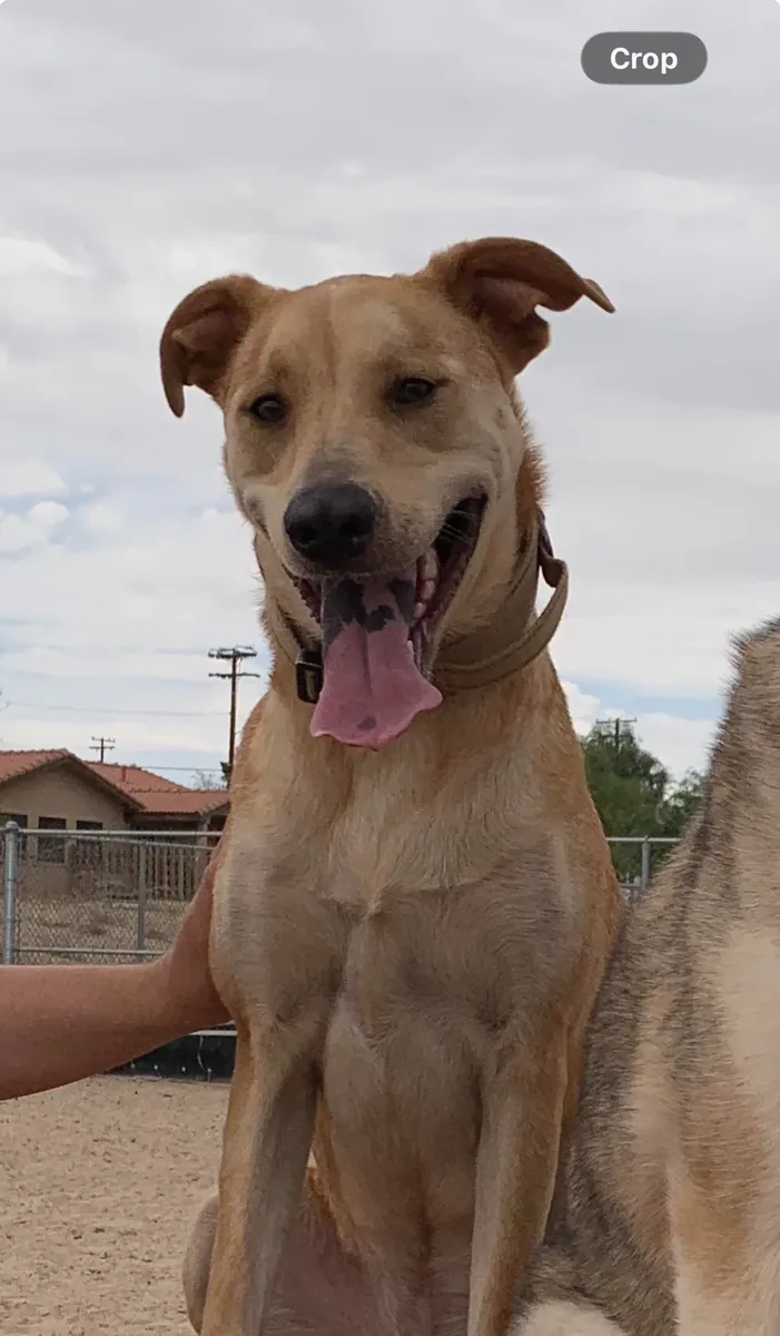 Melez köpek, istikrarlı bir yuvaya ihtiyacı var.