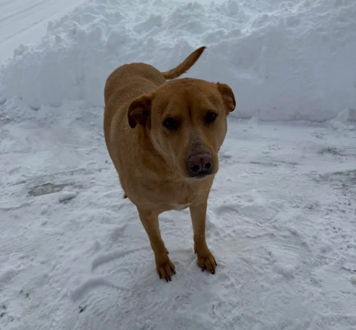 Melez köpek, istikrarlı bir yuvaya ihtiyacı var.