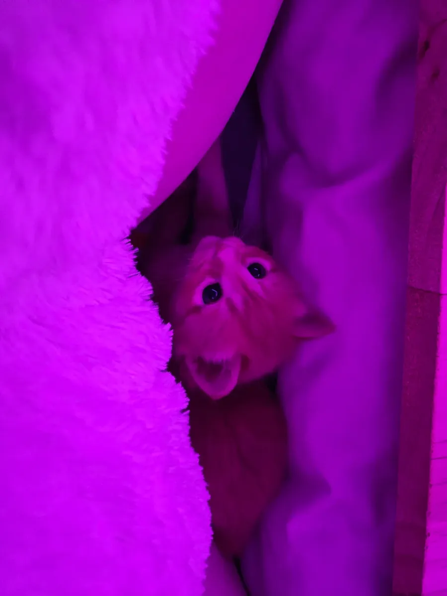 evcil kedi, sakin ve temiz