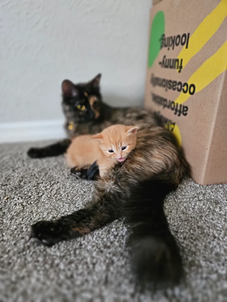 evcil kedi, sakin ve temiz