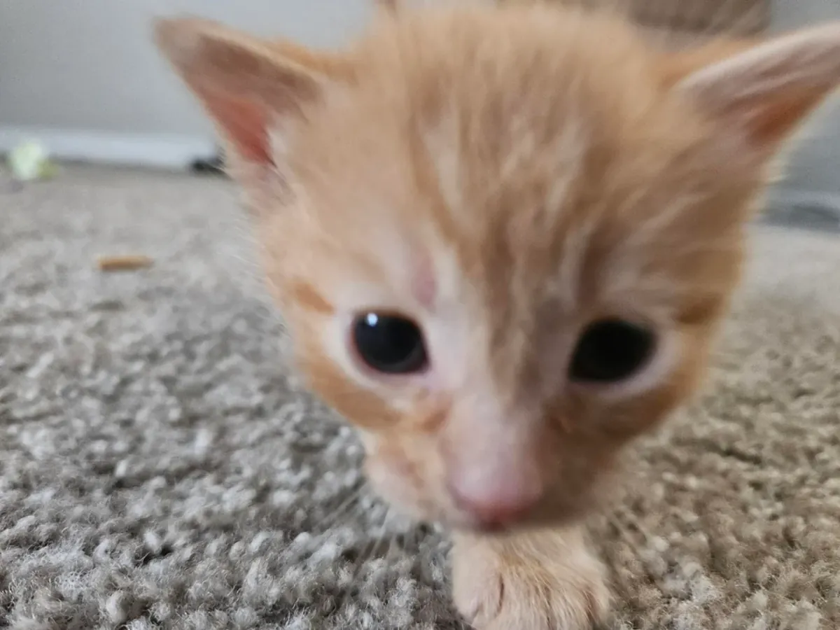 evcil kedi, sakin ve temiz