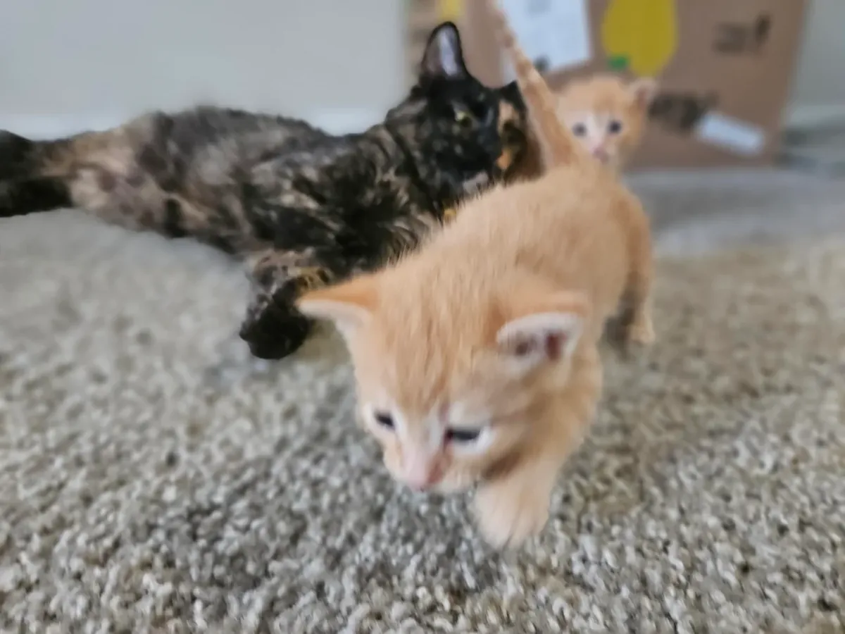 evcil kedi, sakin ve temiz