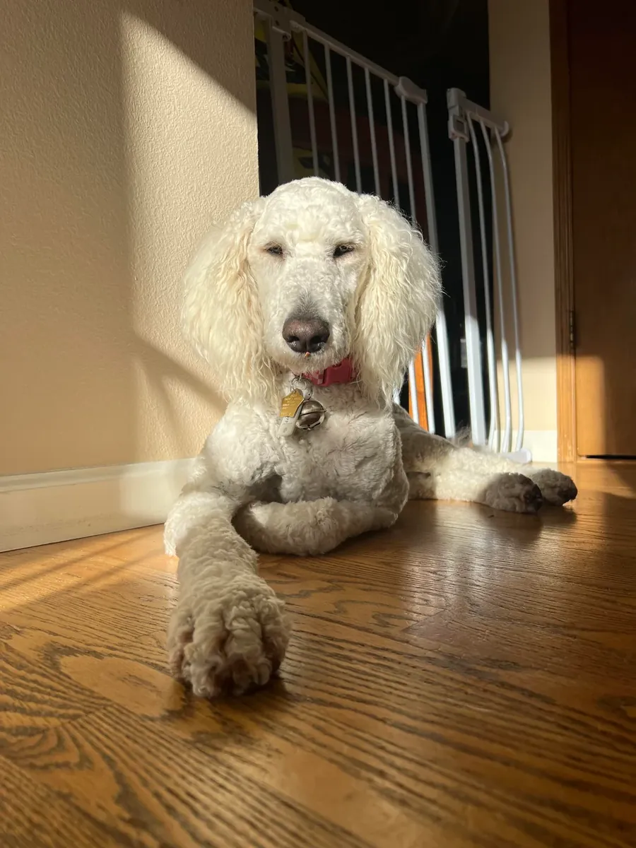 Kaniş, beklediğimizden daha fazla bakım gördü.