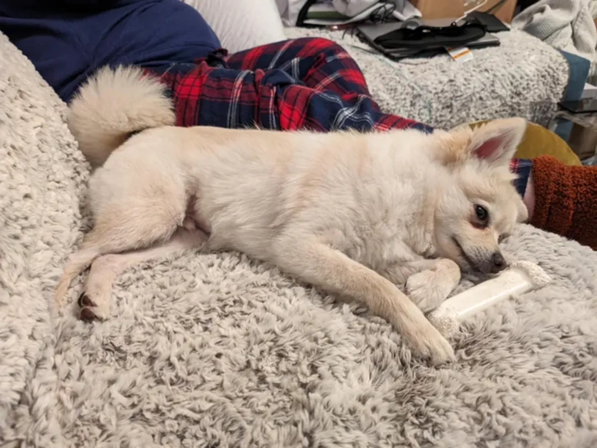 Küçük bir köpek ama kolay değil.