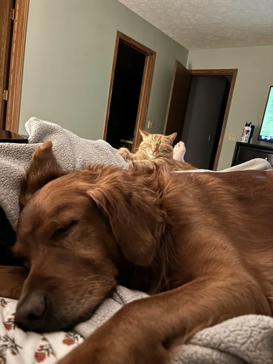 İyi bir köpek, ama zamanının çoğunu yalnız geçiriyor.