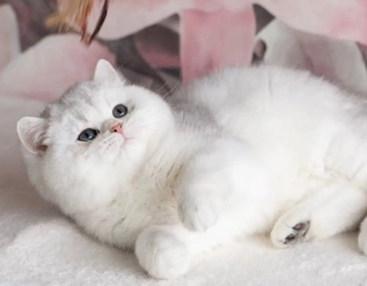 Her kedi için bir yuva istiyoruz