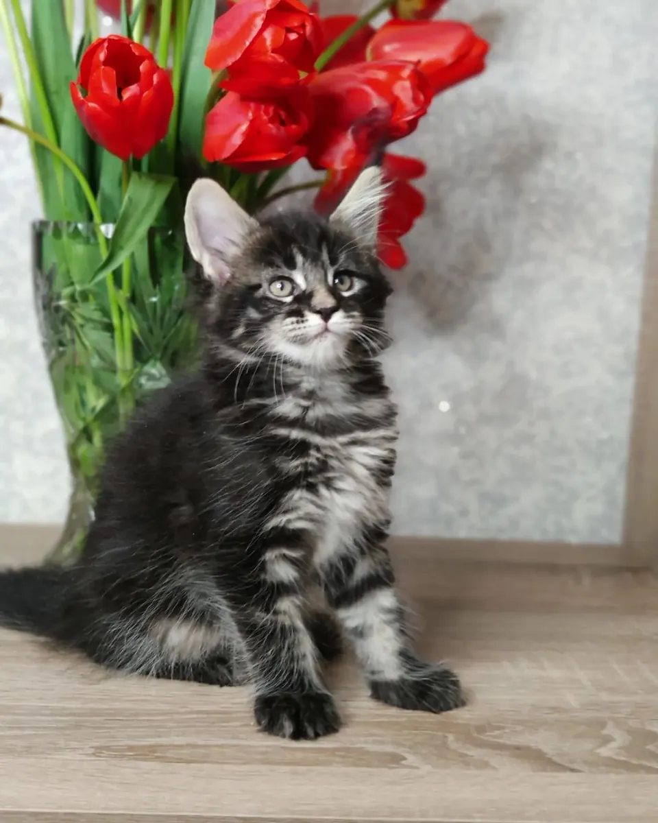 Encantadora gatita Maine Coon Black Smoke: lista para entrega