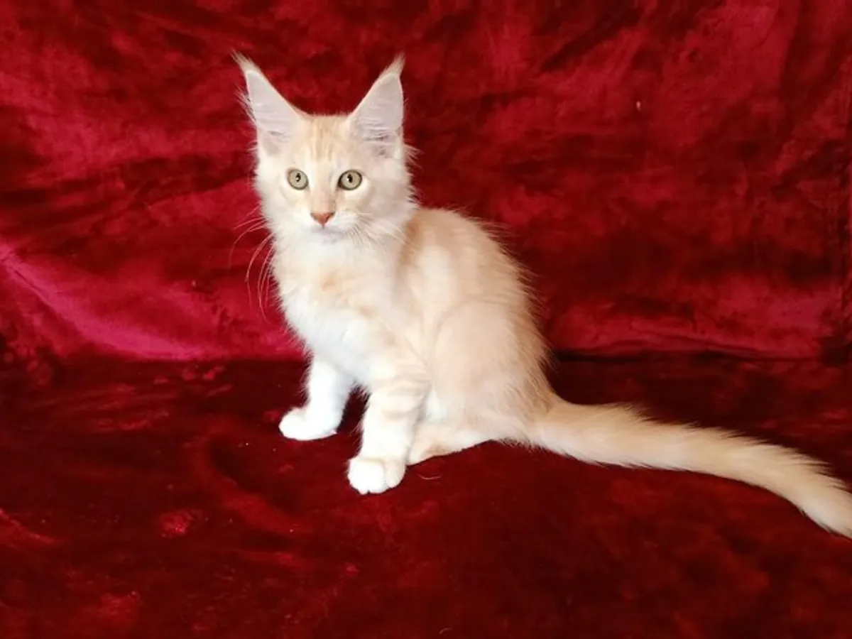 Maine Coon: