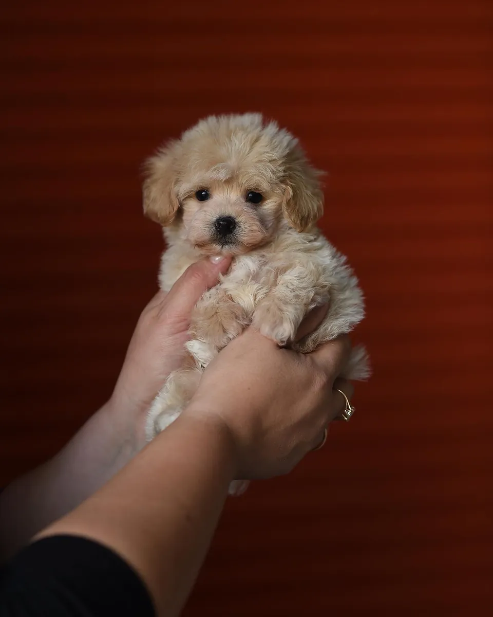 关于迷你贵宾犬品种和领养的信息。